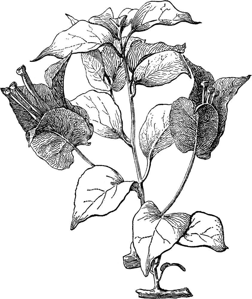 Floare de hartie conservata