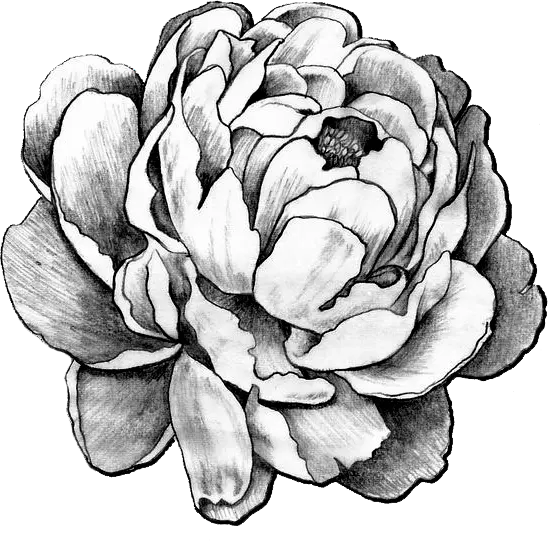 Bujor negru conservat