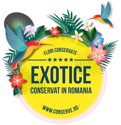 Flori de primavara conservate