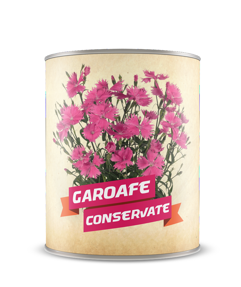 Garoafe chinezesti conservate