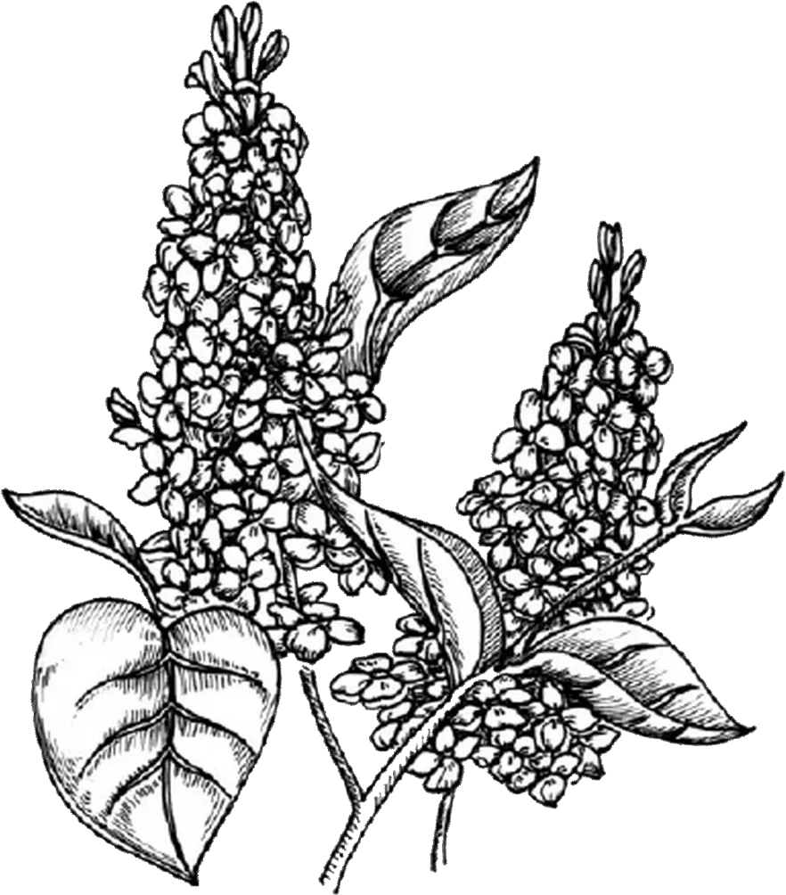 Liliac indian conservat