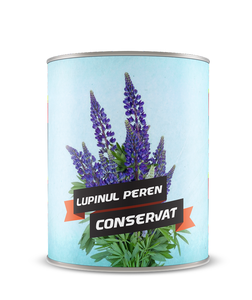 Lupin peren conservat