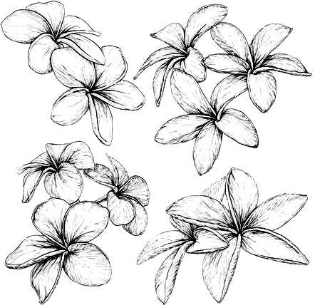 Plumeria frangiapini conservate