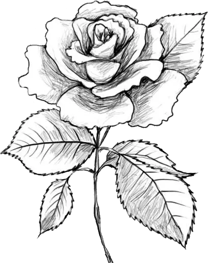 Trandafir rainbow conservat